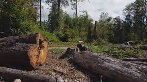Best Arborist Consultation Services  in East Wenatchee, WA