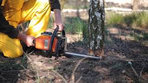 Lawn Renovation and Restoration in East Wenatchee, WA